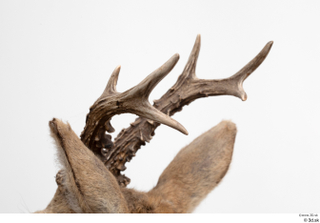 European roe deer antler head 0017.jpg